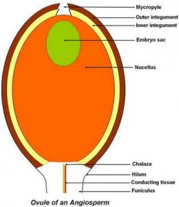 Angiosperm Ovule | BOTANIQUE.ORG